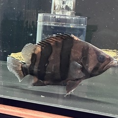 ダトニオ

