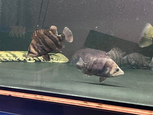 ダトニオ

