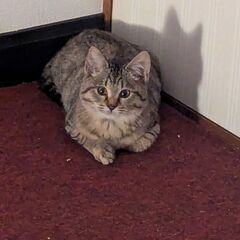子猫