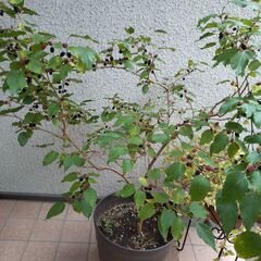 マルベリー　桑の木　苗木　高さ約130cm 実付き