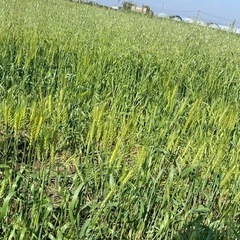 草刈り機の件、手伝ってくれる人はいませんか？除草剤の燃料を用意します。