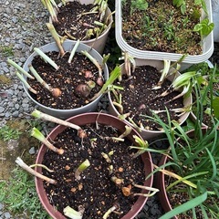 水仙の球根