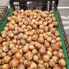 ❗❗農家の作るっ❗❗おいしい玉ねぎ🧅👨‍🌾