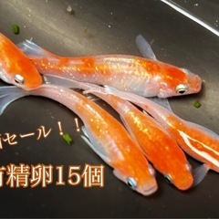 【配送】ダイアナ妃 卵 15＋α保証分 紅白 体外光 鱗光 ロン...