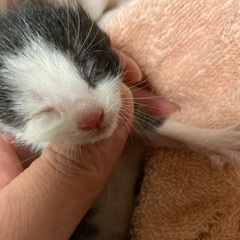 大切に育ててくれる人お願いします