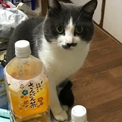 里親募集　福（ふく）　オス　９歳