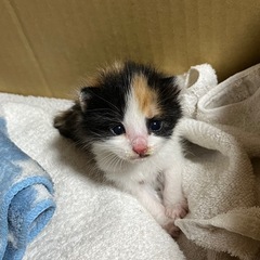 生後3週間子猫里親募集