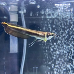 ブラックアロワナ