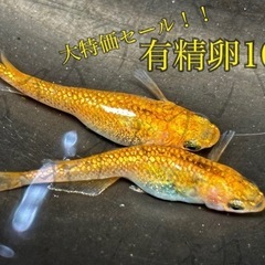 【直接取引】クレオパトラ 卵 10個＋α保証分 めだか メダカ ...