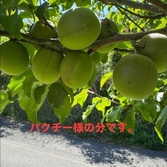 梅の画像