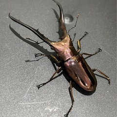 メタリフェルホソアカクワガタ
