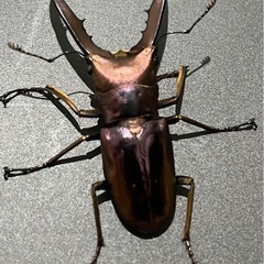 メタリフェルホソアカクワガタ