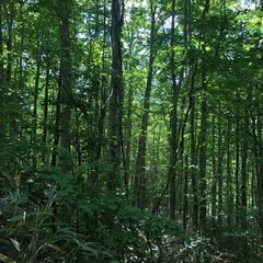 一緒に山に行ってくれる方いませんか？