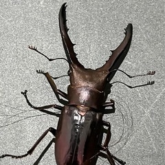 メタリフェルホソアカクワガタ