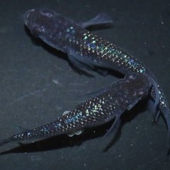 山口県でメダカ飼育してます販売ではなく仲間募集です 