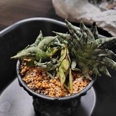 観葉植物（サンセベリア）