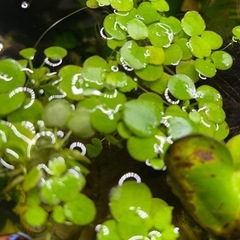 水草色々1点物の画像