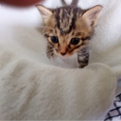 赤ちゃん猫さん兄弟　1ヶ月
