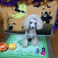 わんちゃんのママミング募集✂️