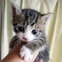 赤ちゃん猫さん兄弟　生後1ヶ月