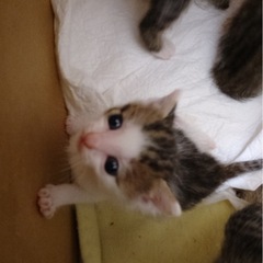 赤ちゃん猫さん兄弟　生後1ヶ月