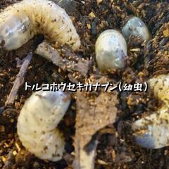 トルコホウセキカナブンの画像