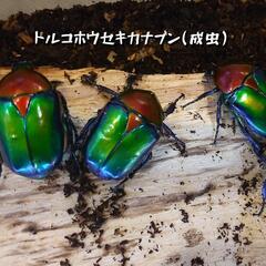 トルコホウセキカナブン
