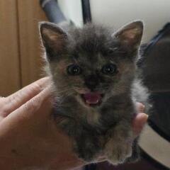 現在　里親候補者様とやり取り中　メス　生後２ヶ月　子猫
