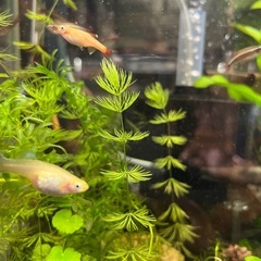 水草色々1点物の画像