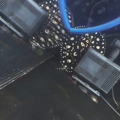 水槽　ダイヤモンドポルカ