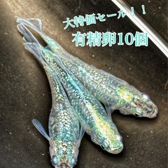 【配送】ゴブリン 卵 10個＋α保証分 めだか メダカ 稚魚 キ...