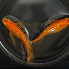 🐟【小野紅帝ラメヒレ長】稚魚10匹魚　メダカ