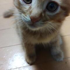 ※募集再開🐱子猫の里親探してます🐈️