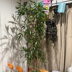 ドラセナ　リフレクサ　観葉植物　塊根植物　多肉植物　ビザールプランツ　レアプランツ　ガーデニング　植物　グリーン　趣味　盆栽　葉　花　庭　草の画像