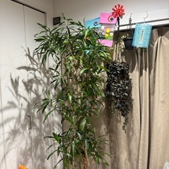 ドラセナ　リフレクサ　観葉植物　塊根植物　多肉植物　ビザールプラ...