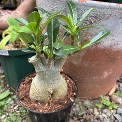 アデニウム　オベスム　観葉植物　塊根植物　多肉植物　ビザールプラ...