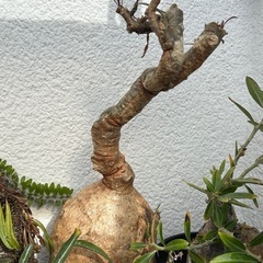 アデニウム　ソマレンセ　観葉植物　塊根植物　多肉植物　ビザールプ...