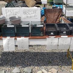 初開催　うちのお店でメダカ販売会&メダカ掬い