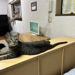 キジトラ1歳（オス）