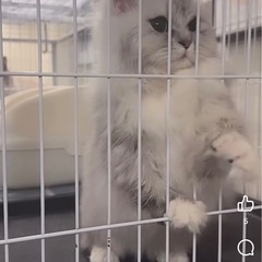 キウィちゃん／チンチラ／　里親を募集中しています。