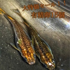 【直接取引】五式 卵 15個＋α保証分 めだか メダカ 稚魚 キ...