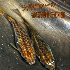【直接取引】五式 卵 30個＋α保証分 めだか メダカ 稚魚 キ...