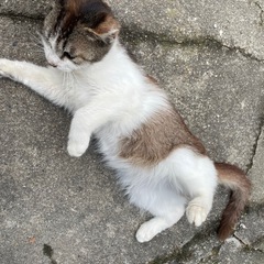 のらねこくん　５月19日撮影