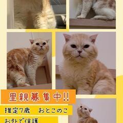 🚨緊急募集🚨幸せご縁🍀🥹🙏まん丸お顔😍推定7歳😽男のコ💙脚長マン...