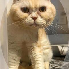 🚨緊急募集🚨幸せご縁🍀🥹🙏まん丸お顔😍推定7歳😽男のコ💙脚長マンチカン⁉️風⁉️ - 名古屋市