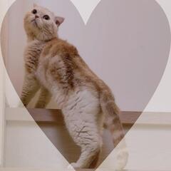 🚨緊急募集🚨幸せご縁🍀🥹🙏まん丸お顔😍推定7歳😽男のコ💙脚長マンチカン⁉️風⁉️ - 里親募集
