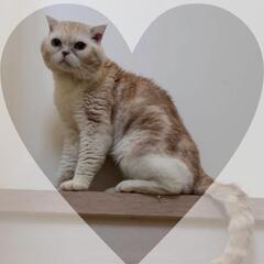 🚨緊急募集🚨幸せご縁🍀🥹🙏まん丸お顔😍推定7歳😽男のコ💙脚長マンチカン⁉️風⁉️ − 愛知県