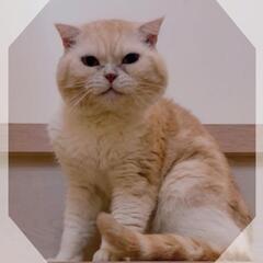 🚨緊急募集🚨幸せご縁🍀🥹🙏まん丸お顔😍推定7歳😽男のコ💙脚長マンチカン⁉️風⁉️ - 猫