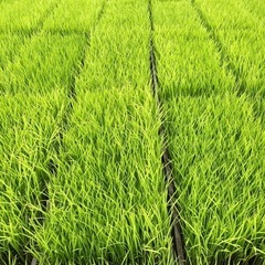 水稲苗　普通期　