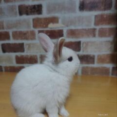 うさぎの子供ちゃん達